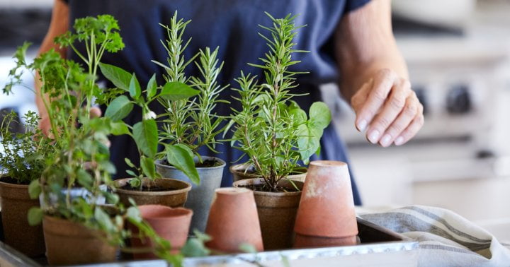 Ready For A New Hobby? Our Complete Guide To Herb Gardening Is Here