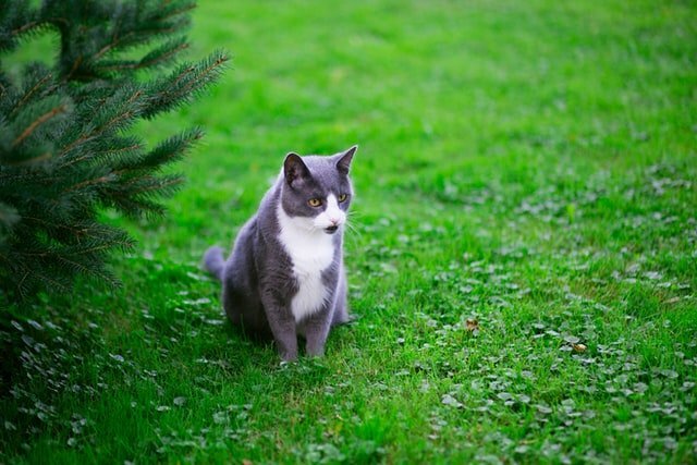 Three Tips To Make A Cat Friendly Garden - Art of Healthy Living