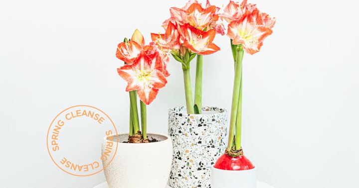 5 Things Your Houseplants Want You To Do Now That It's Spring