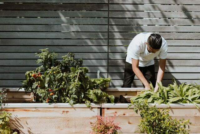 What You Need To Know Before Starting Your Vegetable Garden