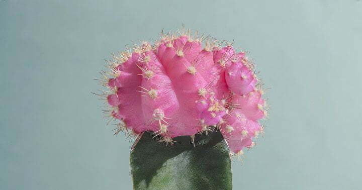 This Funky Cactus Has A Short Lifespan—But You'll Still Want One In Every Color