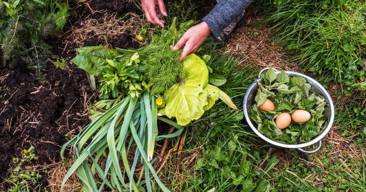 Permaculture Gardening Is The Way Of The Future: How To Embrace It Today