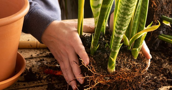 5 Natural Plant Fertilizers To Kick Off Spring Growth In Your Garden