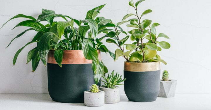 This 7-Step Care Routine Is Like A Spa Day For Your Houseplants
