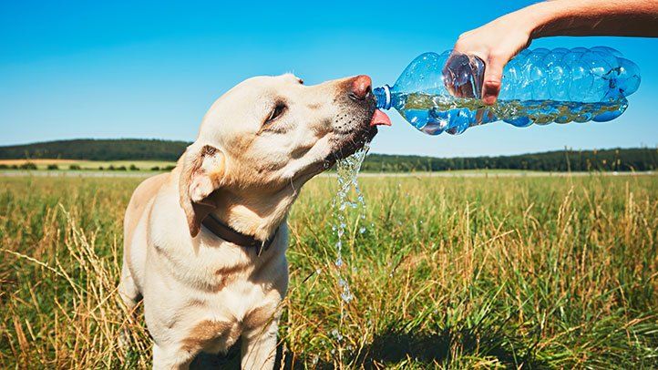 Five ways you and your dog can stay healthy together - Rosanna Davison Nutrition