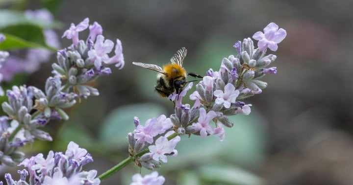 4 Essential Features Of A Pollinator-Friendly Garden