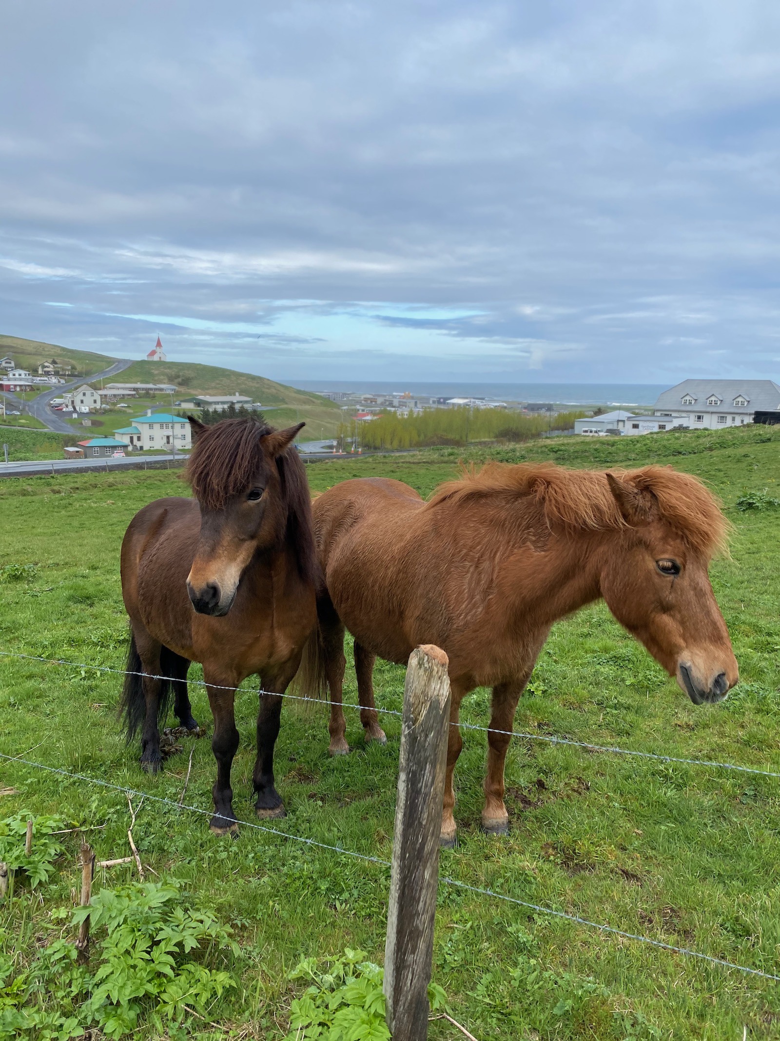 Two Icelandic horses in a field. 