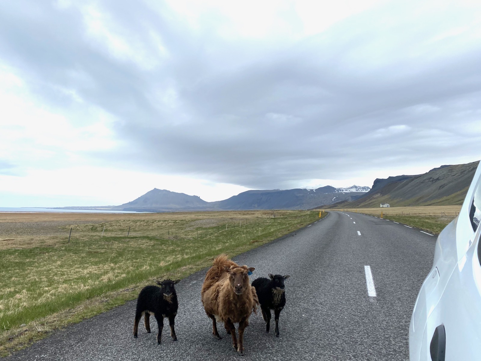 Three small Icelandic cattle in the middle of the road. 