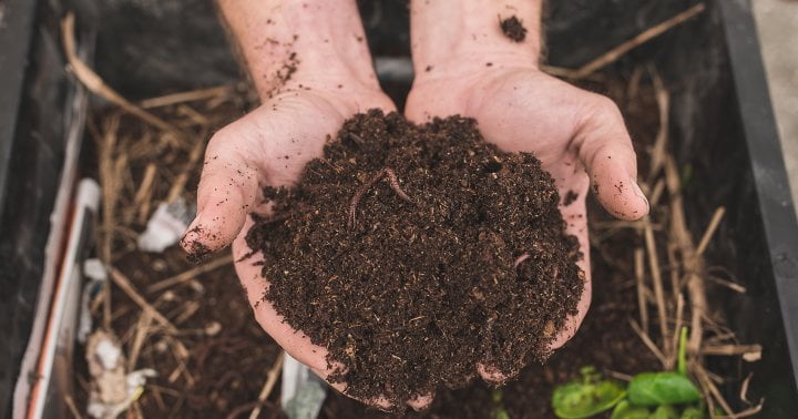 Vermicompost Almost Guarantees A Thriving Garden: Here's How To Get It