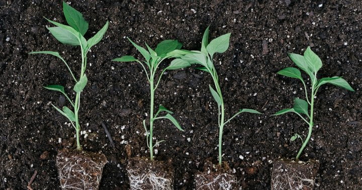 5 Quick Ways To Improve Your Soil & Naturally Regenerate Your Garden