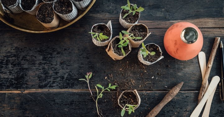 7 Seed Starter Kits That'll Take Your Plants From Zero To Hero