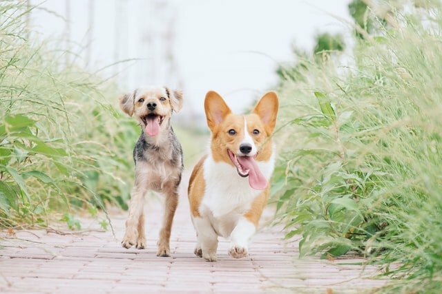 The Benefits Of Giving Your Pet Supplements - Art of Healthy Living