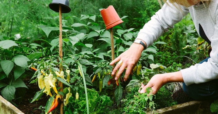 The Underrated Plant Your Sunny Vegetable Garden Is Missing