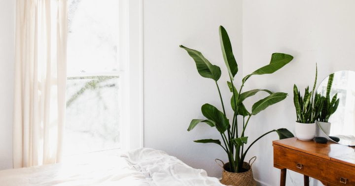 Clear Some Room: These Are The 11 Best Tall Houseplants Of The Year