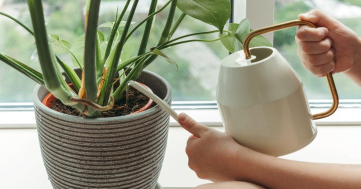 You Shouldn't *Always* Water Your Plants With Tap: When To Make The Switch
