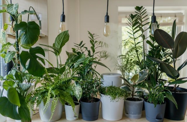 Why You Should Fill Your Home With Plants And Flowers