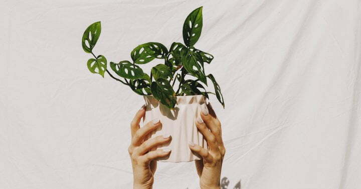 How To Make Sure Your Houseplant Collection Isn't Harming The Planet
