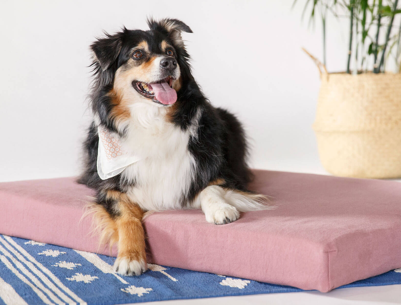 A Loving Approach to Dog Training | Goop