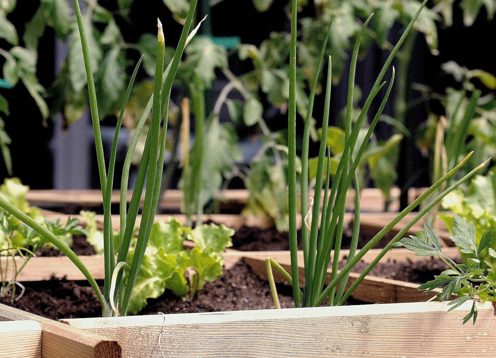 How to Start an Urban Garden on Your Balcony | Luxiders Magazine