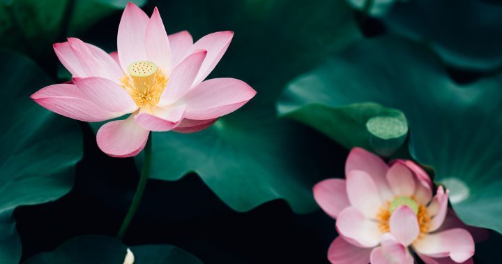 Lotus History & Symbolism: What We Can All Learn From The Flawless Flower